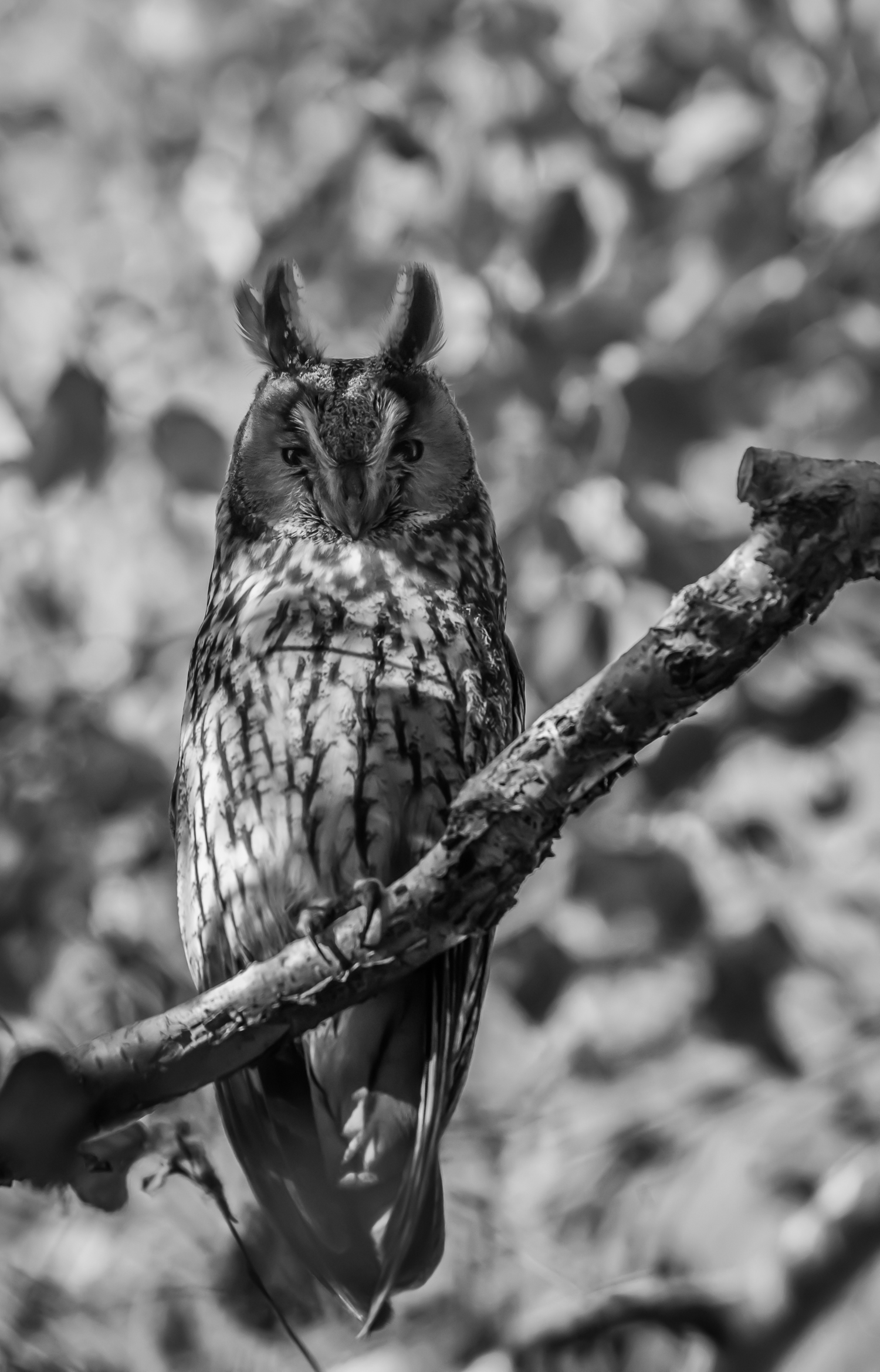 Uil, monochrome, dynam020, lr 2